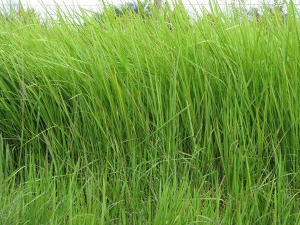 Cogongrass: A Persistent Threat to Florida’s Landscapes - Three Psilos ...